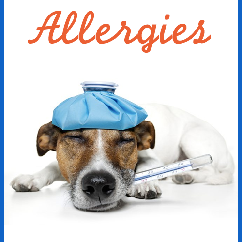 about-dog-allergies