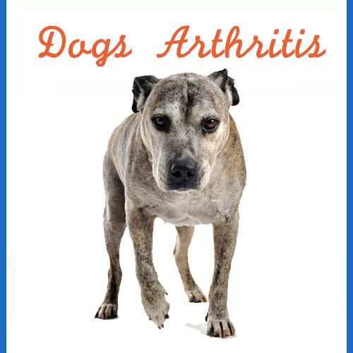dog-arthritis