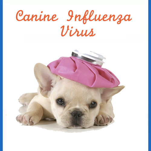 dog-flu-Canine-Influenza-Virus