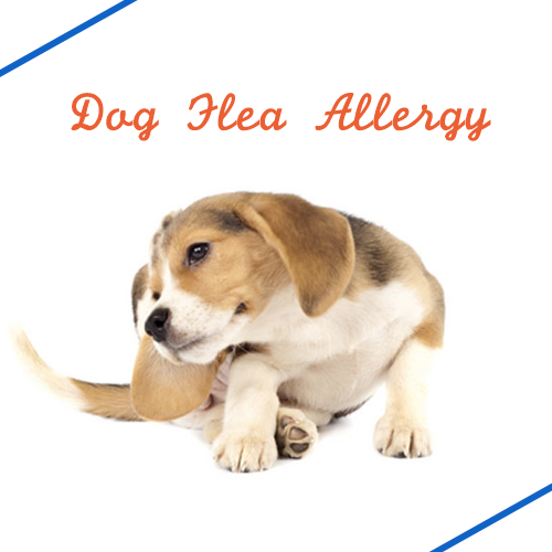 dog-flea-allergy