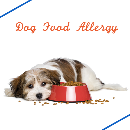 food-allergy-dog