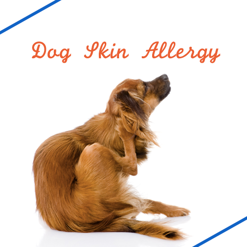 dog-skin-allergy