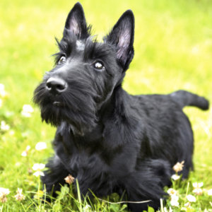 Scottish-Terrier-paw-dictionary