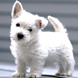 West-Highland-white-terrier-paw-dictionary