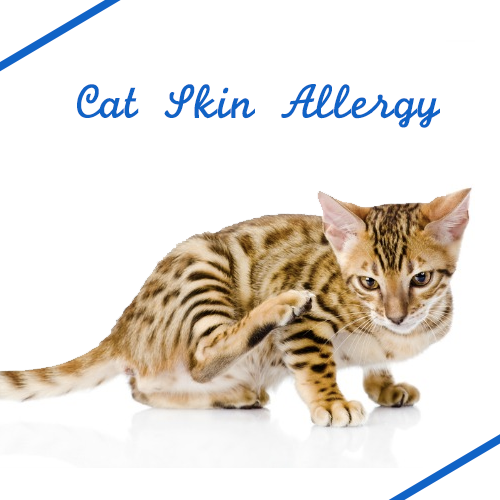 all-about-cat-skin-allergy