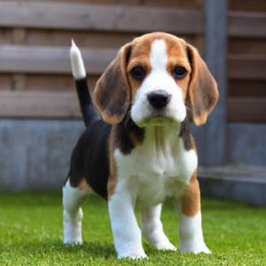 beagle-famous-dog-breed