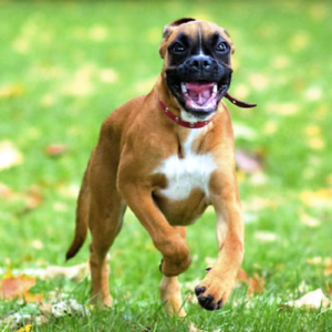 boxer-famous-dog-breed