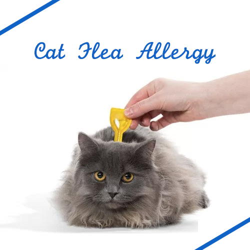 cat-flea-allergy