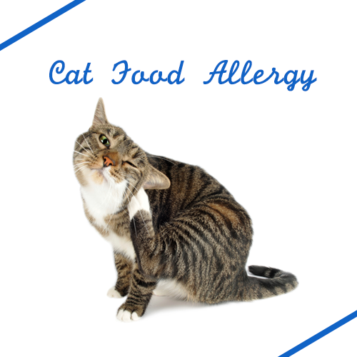 cat-food-allergy