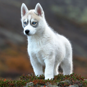 siberian-husky-famous-dog-breeds