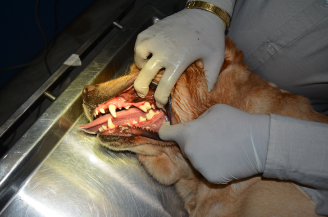 pet dental care