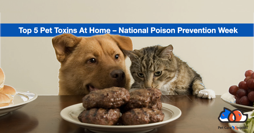 Top-5-Pet-Toxins-At-Home-–-National-Poison-Prevention-Week-2017