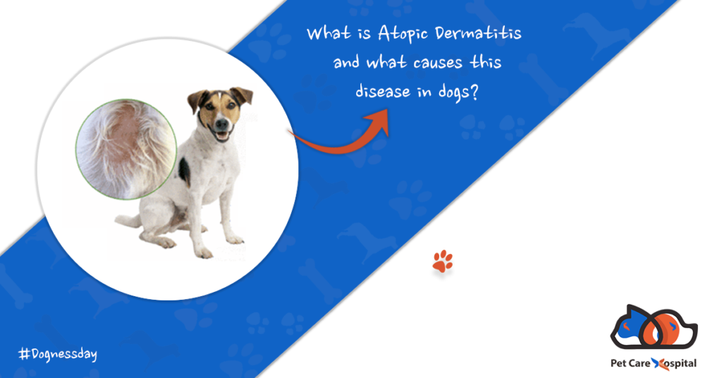 all-about-atopic-dermatits-in-dogs