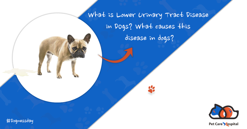 dogs-Lower-Urinary-Tract-problems