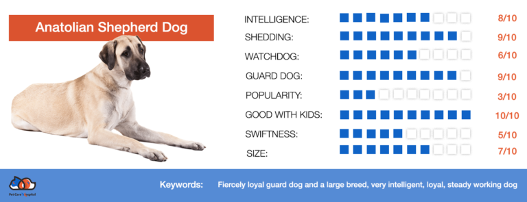 Anatolian Shepherd Dog | All Dog Breeds | All Dog Types