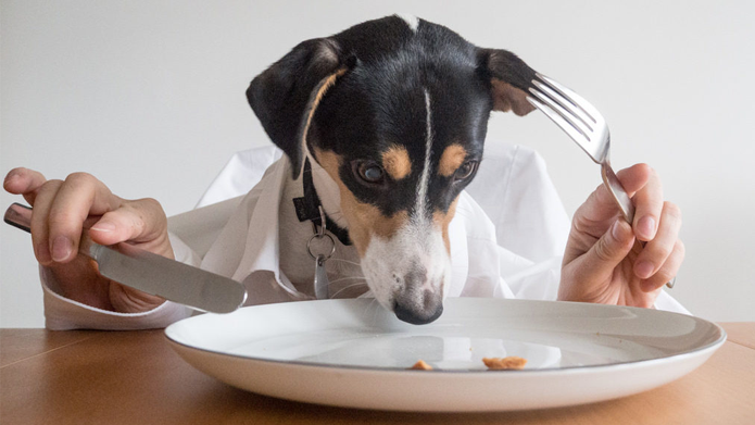 6-Common-Feeding-Mistakes-That-Can-Harm-Your-Dog