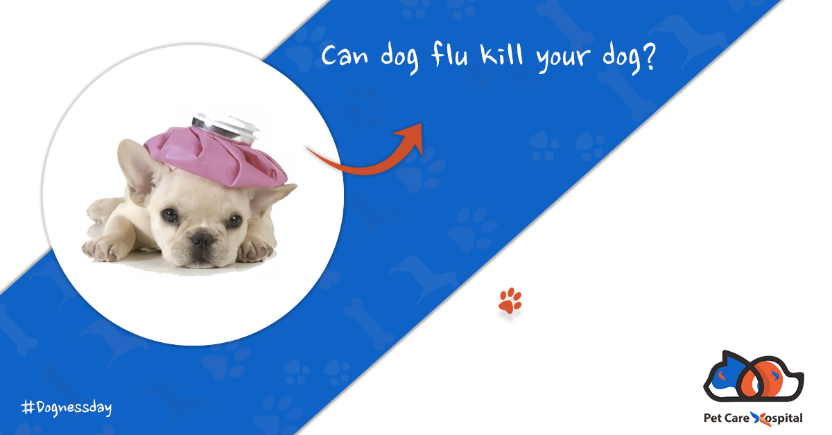 can dogs get flu type a from humans