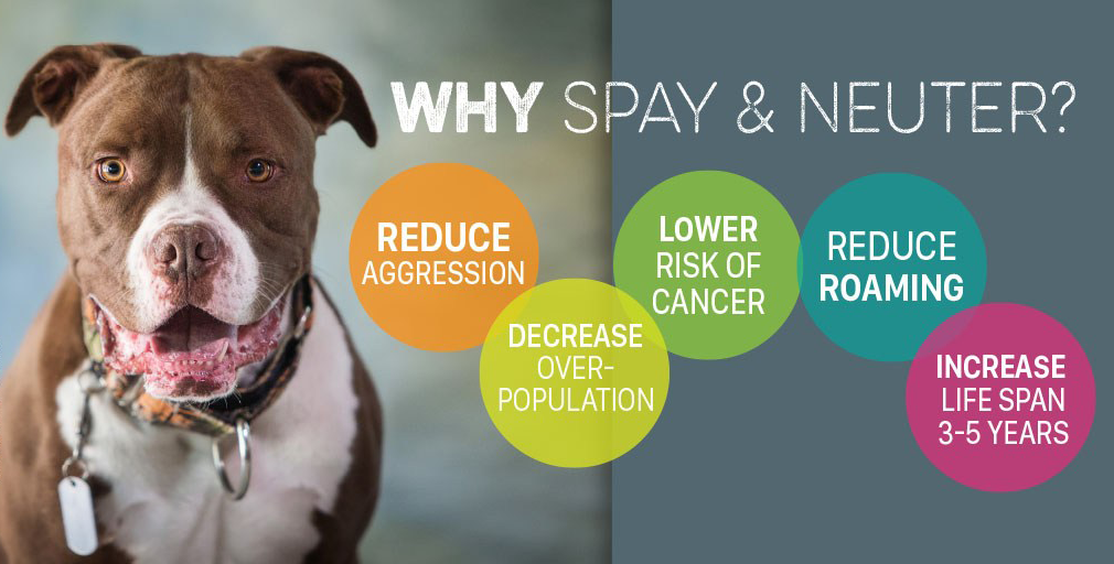 5-Reasons-to-Spay-or-Neuter-Your-Pet--