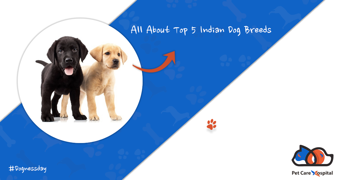 top 5 indian dog breeds