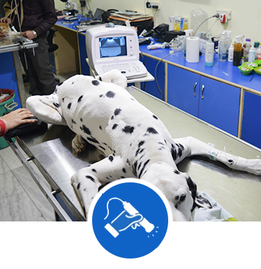 pet-ultrasound-clinic-dwarka