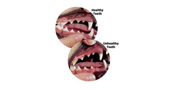 pet's healthy teeth check-up
