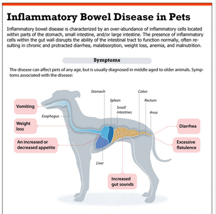 pet care hospital inflammatory bowel disease in pet