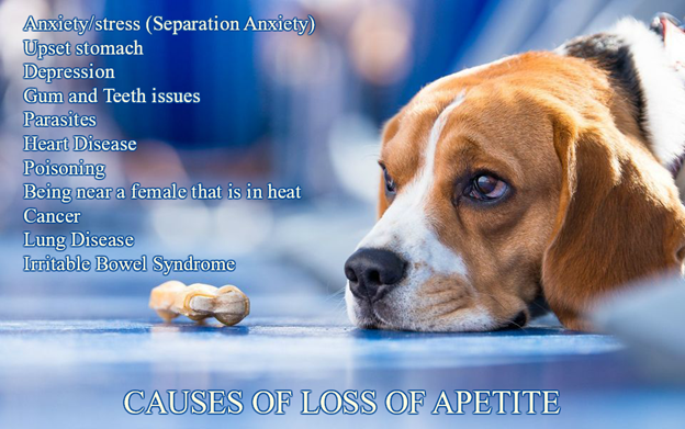 why-is-your-dog-losing-appetite