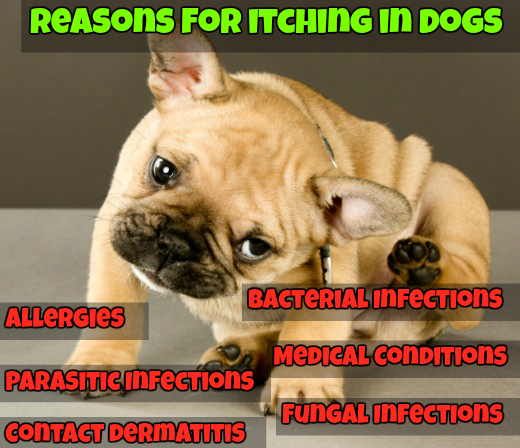 itchy dog - pet care hospital 