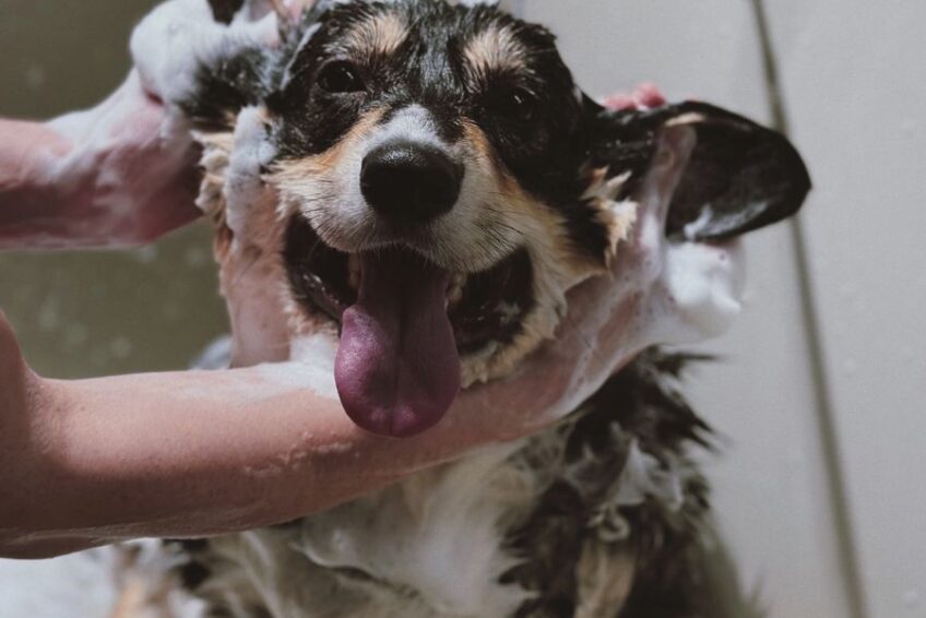 A happy dog enjoying a bath with shampoo at a professional pet grooming service in Dwarka