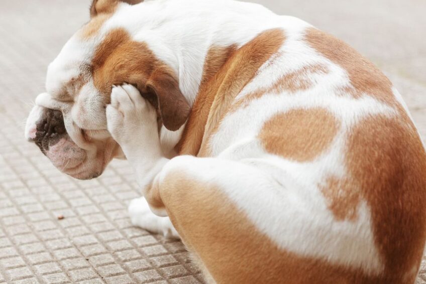 Dog scratching ear due to skin allergy or fleas, showing signs of itching problem, treated at Pet Care Hospital in Dwarka New Delhi