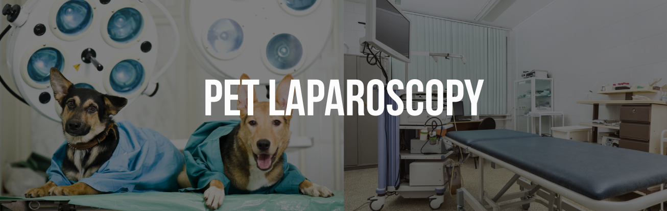 pet-laparoscopy-delhi