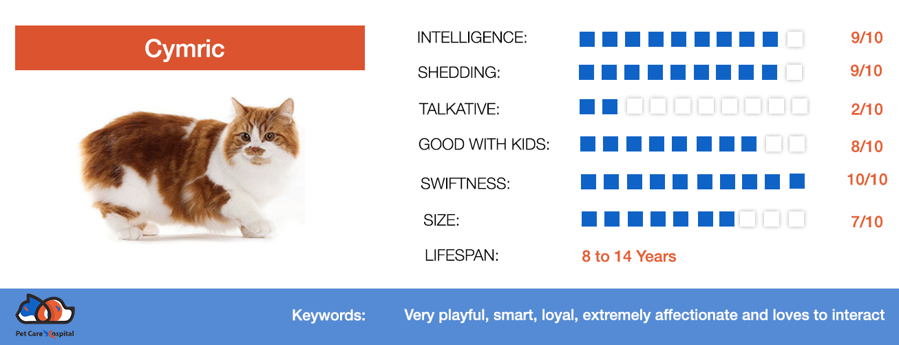 Cymric Cat | All Cat Breeds | All Cat Types | Pet Care Hospital